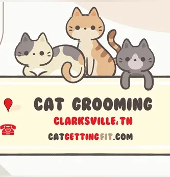 cat grooming near Clarksville, TN
