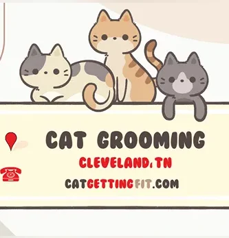 cat grooming near Cleveland, TN