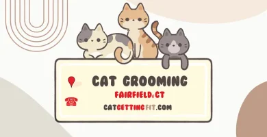 cat grooming near Fairfield, CT