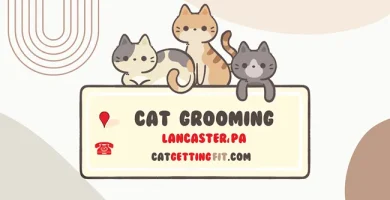 cat grooming near Lancaster, PA