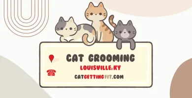 cat grooming near Louisville, KY