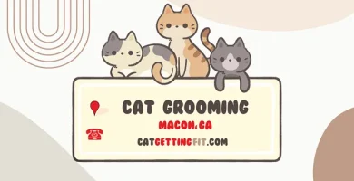 cat grooming near Macon, GA