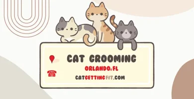 cat grooming near Orlando, FL