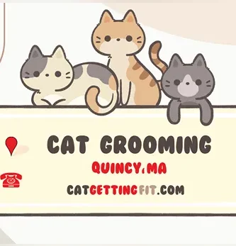 cat grooming near Quincy, MA