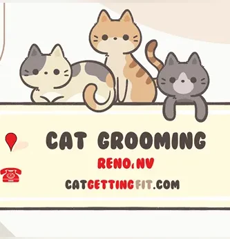 cat grooming near Reno, NV