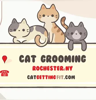 cat grooming near Rochester, NY